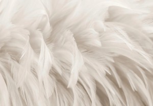 FOTOTAPETA na flizelinie pióra efekt 3D piękna kompozycja + klej gratis