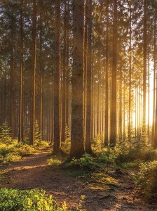 FOTOTAPETA na flizelinie PIONOWA las drzewa mural + KLEJ GRATIS