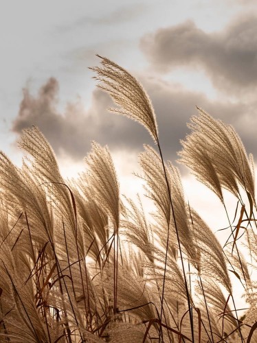 FOTOTAPETA liście trawa niebo na flizelinie pionowa mural + KLEJ