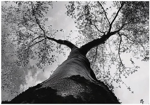 FOTOTAPETA LAS na flizelinie PIĘKNY WIDOK fototapety na ścianę + klej