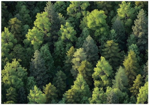 FOTOTAPETA LAS na flizelinie PIĘKNY WIDOK fototapety na ścianę + klej