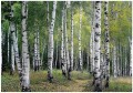 Fototapeta las brzozy ścieżka natura drzewa zieleń do salonu sypialni
