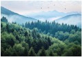 Fototapeta las góry świerki natura mgła pejzaż do salonu sypialni biura