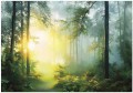 Fototapeta las poranna mgła promienie słońca tajemniczy klimat natura