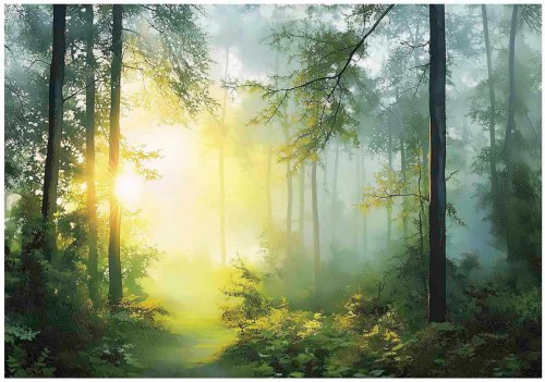 Fototapeta las poranna mgła promienie słońca tajemniczy klimat natura