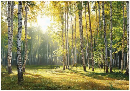 Fototapeta las brzozowy złota polana drzewa światło natura do salonu