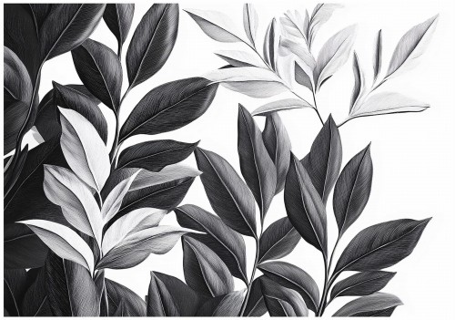 Fototapeta kwiaty czarne białe lilie elegancki kontrast