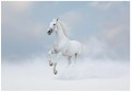 Fototapeta koń biały błękitny galop na tle nieba