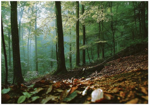 Fototapeta drzewa zielone brązowe naturalny krajobraz lasu