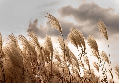 FOTOTAPETA LIŚCIE TRAWA NIEBO NA FLIZELINIE POZIOMA MURAL + KLEJ