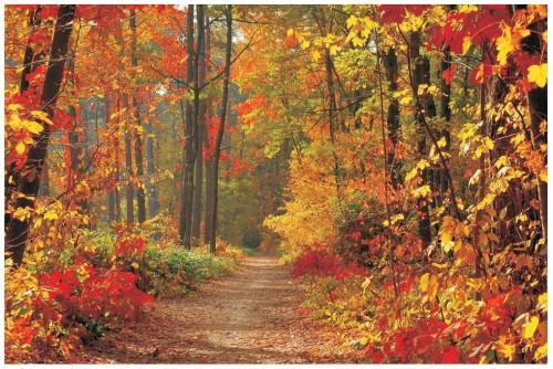 FOTOTAPETA LAS JESIEŃ DRZEWA SŁOŃCE FOTOTAPETY