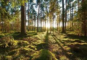 Fototapeta piękny LAS drzewa góry widok zmywalna LAMINOWANA +klej gratis