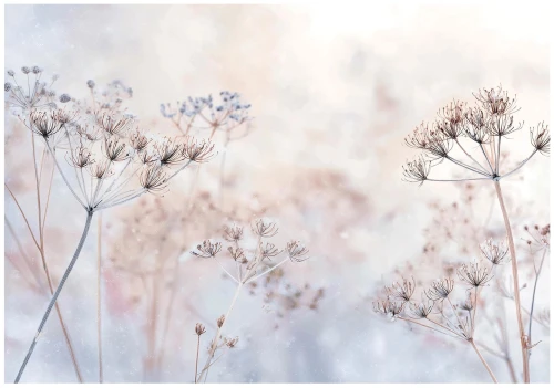 Fototapeta kwiaty beżowo szare delikatne trawy na jasnym tle roślinna