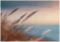 Fototapeta beżowe trawy nadmorskie błękitne niebo pastelowy krajobraz