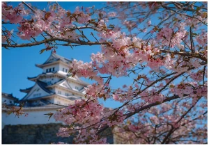 Fototapeta kwiaty różowe sakura japoński zamek błękitne niebo