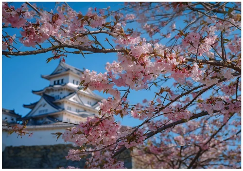Fototapeta kwiaty różowe sakura japoński zamek błękitne niebo