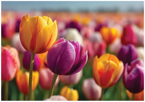 Fototapeta kwiaty żółte fioletowe tulipany kolorowa dekoracja