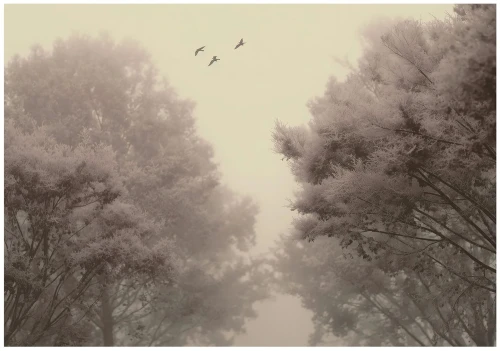 Fototapeta las beżowe drzewa mglisty krajobraz vintage natura