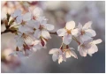 Fototapeta kwiaty białe kwiaty wiśni pastelowe gałązki sakura