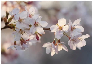 Fototapeta kwiaty białe kwiaty wiśni pastelowe gałązki sakura