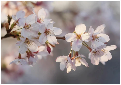 Fototapeta kwiaty białe kwiaty wiśni pastelowe gałązki sakura