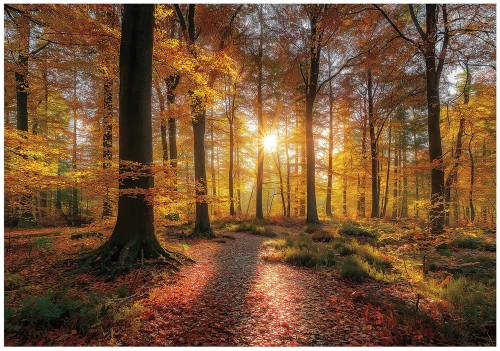 Fototapeta las i kwiaty pomarańczowa jesienny las leśna ścieżka drzewa