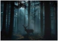 Fototapeta las i kwiaty niebieska mglisty las z jeleniem drzewa natura