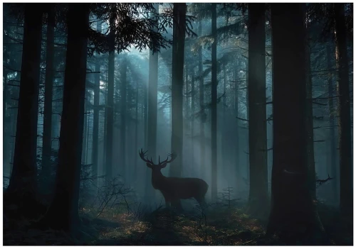 Fototapeta las i kwiaty niebieska mglisty las z jeleniem drzewa natura
