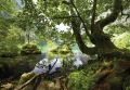 Fototapeta las i kwiaty zielona tafla jeziora stare drzewo natura las