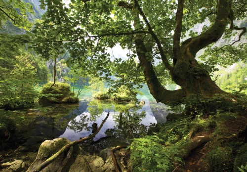 Fototapeta las i kwiaty zielona tafla jeziora stare drzewo natura las