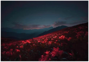 Fototapeta nocne kwiaty czerwone wzgórza gwiaździste niebo góry