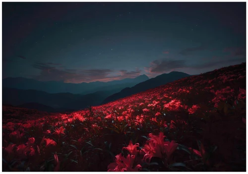 Fototapeta nocne kwiaty czerwone wzgórza gwiaździste niebo góry