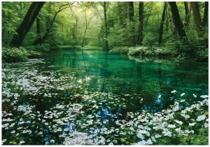 Fototapeta 3d zielony las jezioro białe kwiaty drzewa natura krajobraz