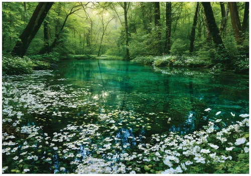 Fototapeta 3d zielony las jezioro białe kwiaty drzewa natura krajobraz