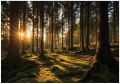 Fototapeta 3d zielony las promienie słońca drzewa mech natura krajobraz