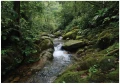 Fototapeta 3d zielony las tropikalny strumień kamienie mech dzika natura