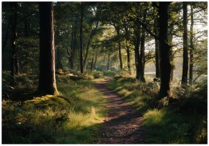 Fototapeta 3d leśna ścieżka zielony las drzewa światło natura krajobraz