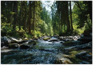 Fototapeta 3d zielony las górski strumień kamienie drzewa natura pejzaż