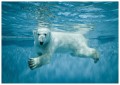 MIŚ FOTOTAPETA OCEAN FOTOTAPETY NA ŚCIANĘ