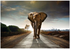 FOTOTAPETA SŁOŃ AFRYKA DROGA FOTOTAPETY