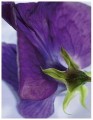 Fototapeta fioletowo zielona kwiat zbliżenie natura dekoracyjna 184x254