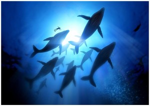 FOTOTAPETA NUREK WIELORYBY FOTOTAPETY