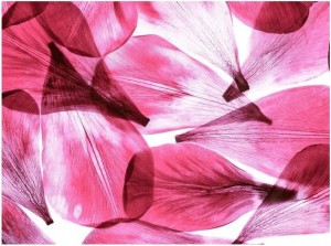 FOTOTAPETA PŁATKI KWIATÓW FOTOTAPETY 364x254 24h