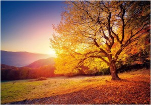 Fototapeta drzewo zachód słońca góry