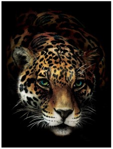 ŻÓŁTY TYGRYS FOTOTAPETA 3D FOTOTAPETY