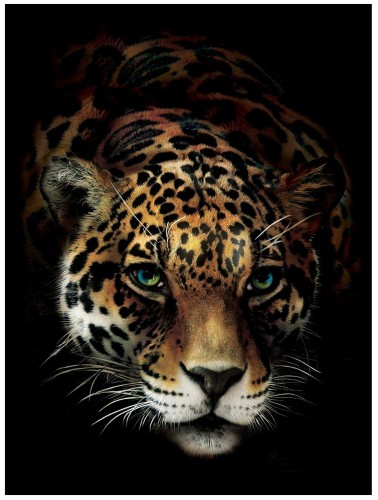 ŻÓŁTY TYGRYS FOTOTAPETA 3D FOTOTAPETY