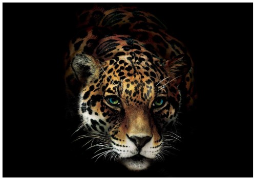 ŻÓŁTY TYGRYS FOTOTAPETA 3D FOTOTAPETY