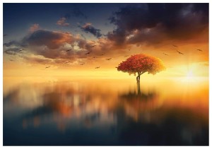 FOTOTAPETA DRZEWO SŁOŃCE FOTOTAPETY +KLEJ