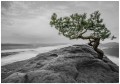 FOTOTAPETA DRZEWO NA SKALE FOTOTAPETY