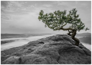 FOTOTAPETA DRZEWO NA SKALE FOTOTAPETY